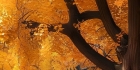 香山电影院 1-318章[未完结]